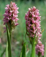 Dactylorhiza incarnata