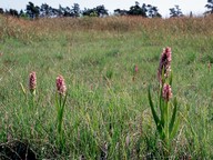 Dactylorhiza incarnata