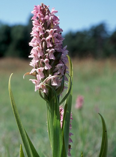 Dactylorhiza incarnata