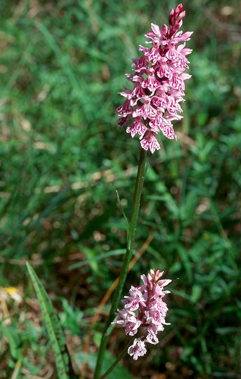 Dactylorhiza maculata ssp. fuchsii