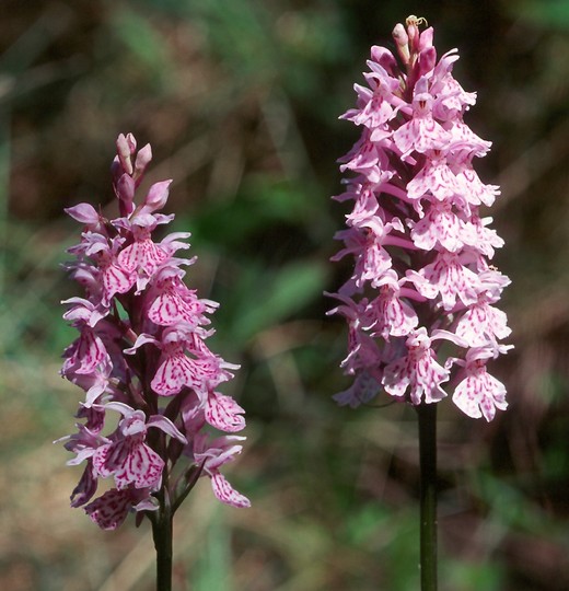 Dactylorhiza maculata ssp. fuchsii