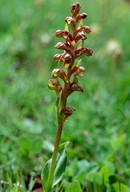 Dactylorhiza viridis