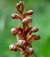 Dactylorhiza viridis