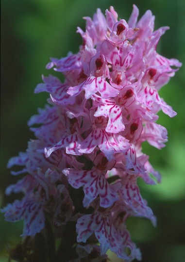 Dactylorhiza maculata ssp. fuchsii