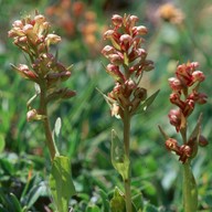 Dactylorhiza viridis