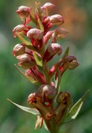 Dactylorhiza viridis