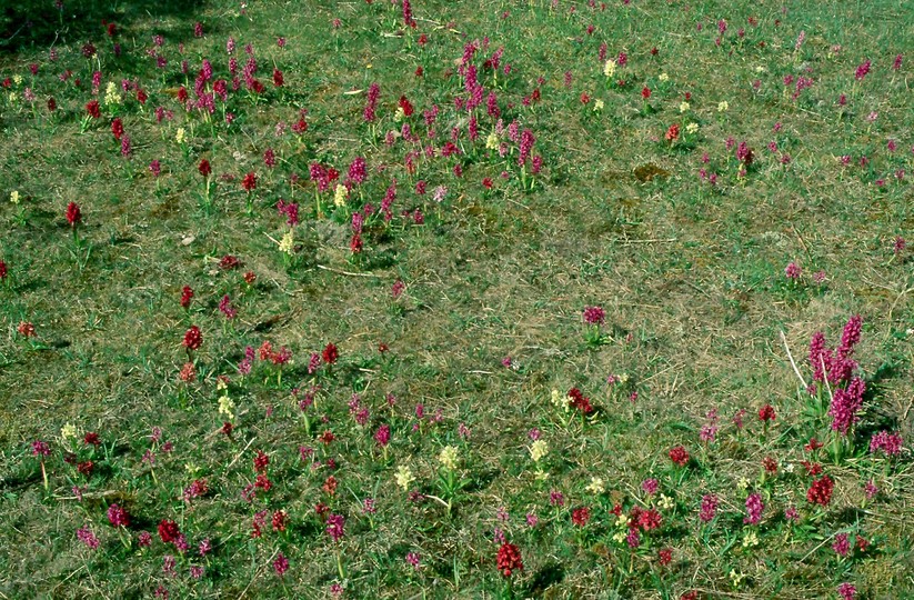 Dactylorhiza sambucina