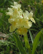 Dactylorhiza sambucina