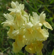 Dactylorhiza sambucina