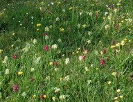 Dactylorhiza sambucina