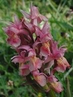 Dactylorhiza sambucina