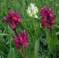 Dactylorhiza sambucina