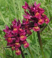 Dactylorhiza sambucina