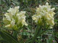 Dactylorhiza sambucina