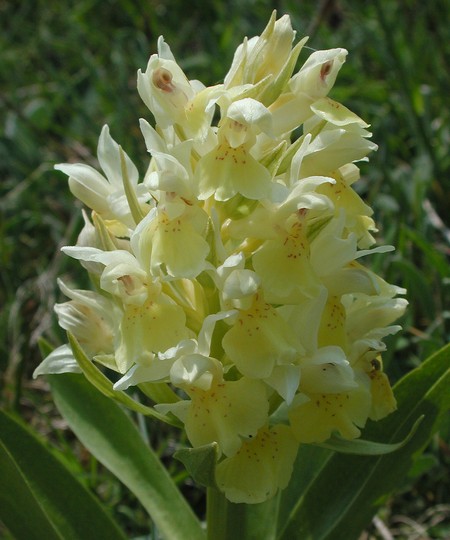 Dactylorhiza sambucina