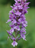 Dactylorhiza maculata ssp. fuchsii