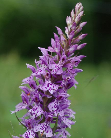 Dactylorhiza maculata ssp. fuchsii