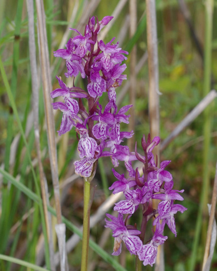 Dactylorhiza traunsteineri