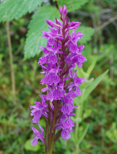 Dactylorhiza sp.