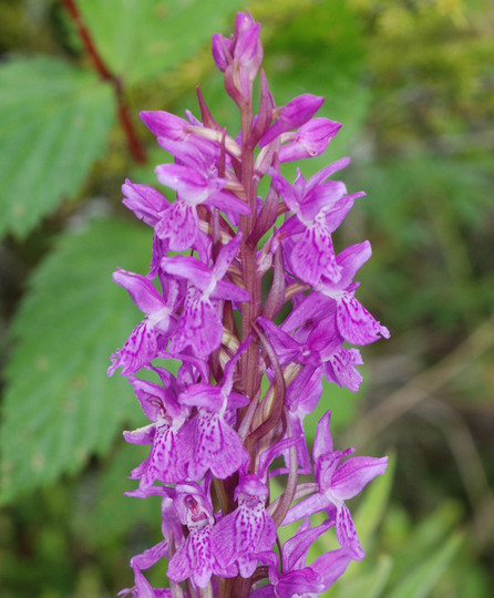 Dactylorhiza sp.