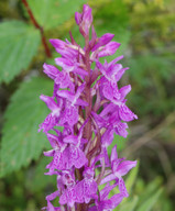 Dactylorhiza sp.