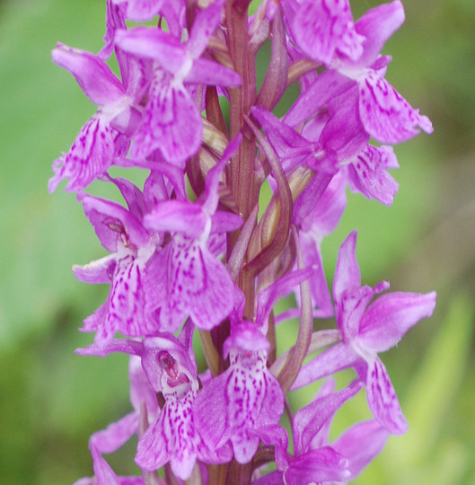 Dactylorhiza sp.