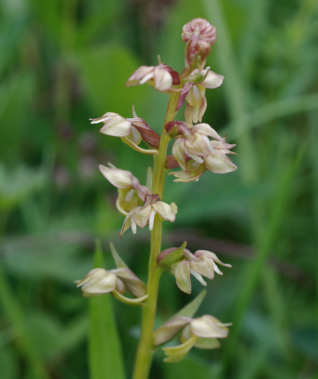 Dactylorhiza viridis