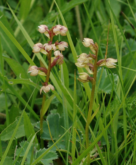 Dactylorhiza viridis