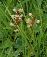 Dactylorhiza viridis