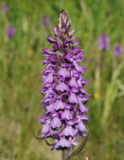 Dactylorhiza praetermissa