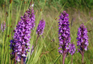 Dactylorhiza praetermissa