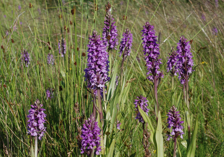 Dactylorhiza praetermissa