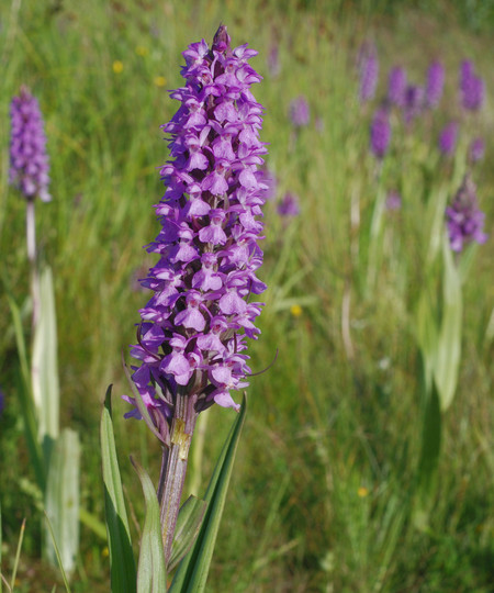 Dactylorhiza praetermissa