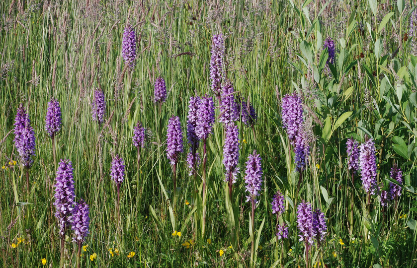 Dactylorhiza praetermissa