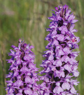 Dactylorhiza praetermissa