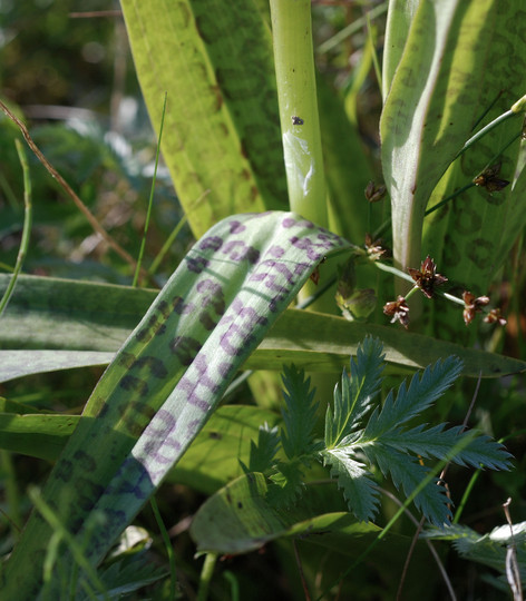 Dactylorhiza praetermissa