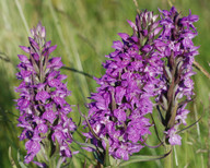 Dactylorhiza praetermissa