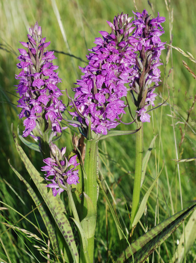 Dactylorhiza praetermissa