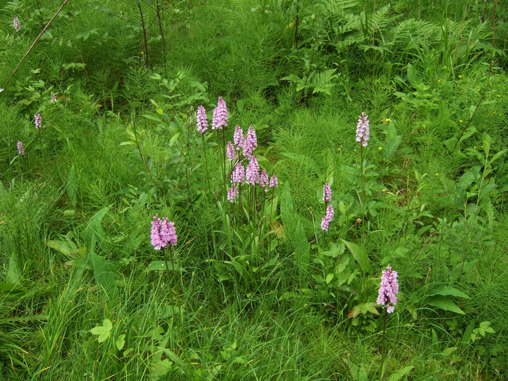 Dactylorhiza maculata ssp. fuchsii