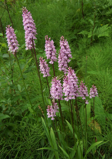 Dactylorhiza maculata ssp. fuchsii