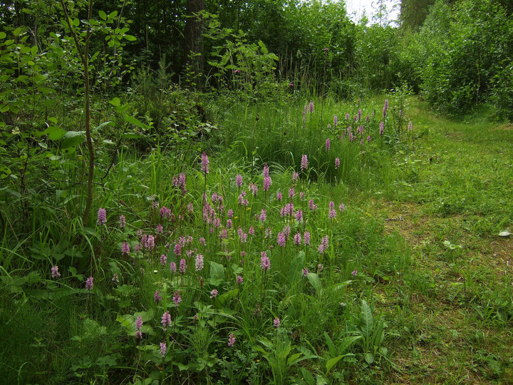 Dactylorhiza maculata ssp. fuchsii