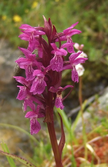 Dactylorhiza lapponica