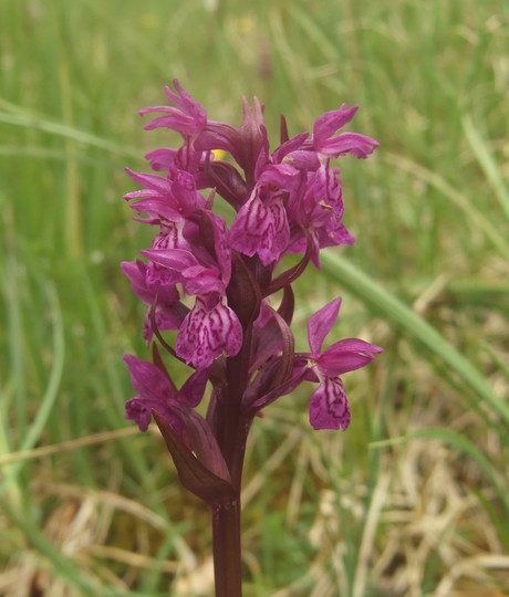 Dactylorhiza lapponica