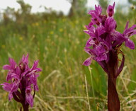 Dactylorhiza lapponica