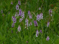 Dactylorhiza maculata ssp. maculata