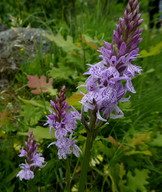 Dactylorhiza maculata ssp. maculata