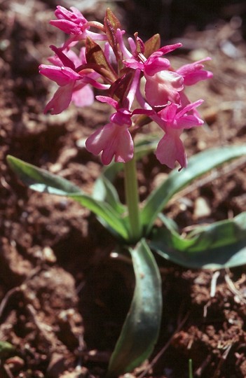 Dactylorhiza romana