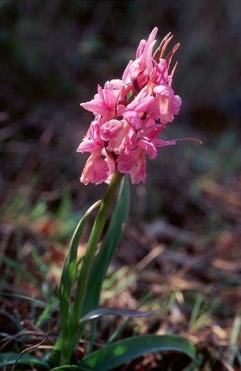 Dactylorhiza romana