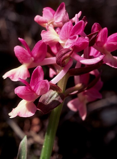 Dactylorhiza romana