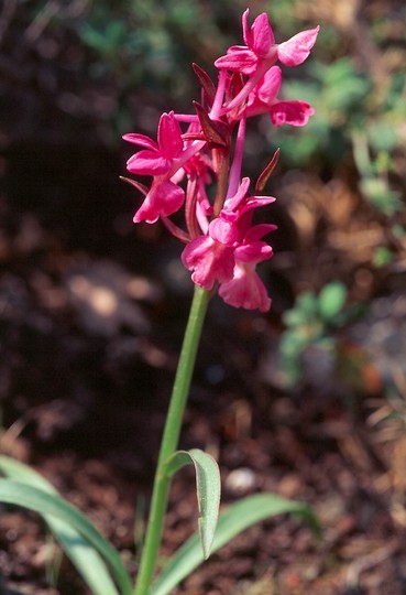 Dactylorhiza romana